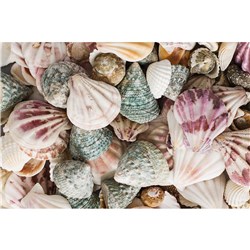 Zart Sea Shells Assorted 1Kg